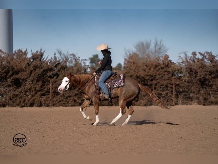 American Quarter Horse Giumenta 6 Anni 152 cm Sauro ciliegia in Canyon