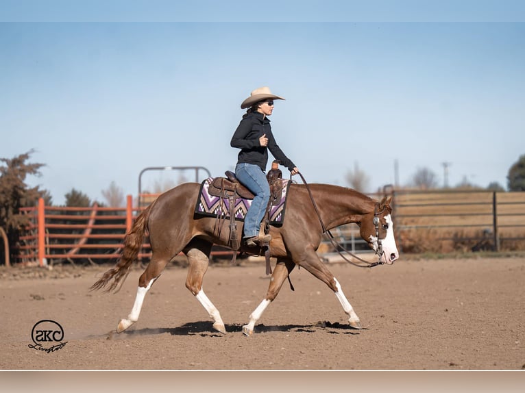 American Quarter Horse Giumenta 6 Anni 152 cm Sauro ciliegia in Canyon