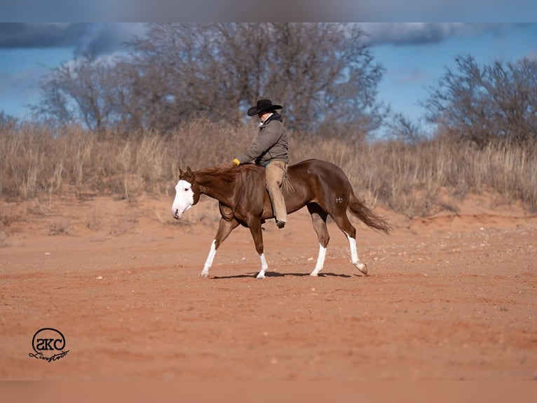 American Quarter Horse Giumenta 6 Anni 152 cm Sauro ciliegia in Canyon