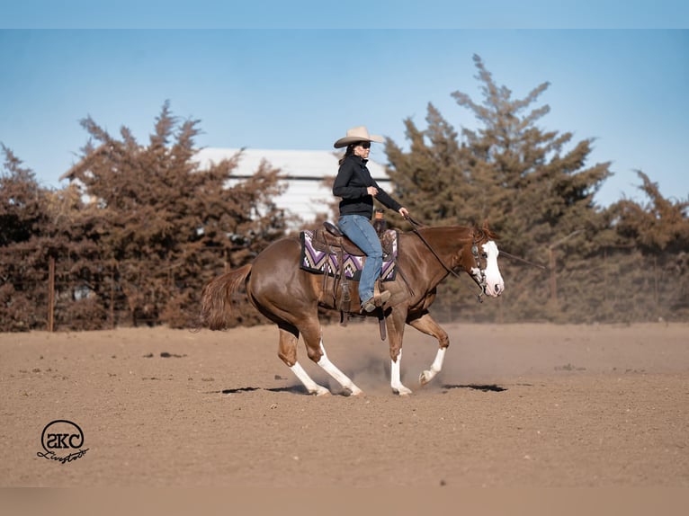 American Quarter Horse Giumenta 6 Anni 152 cm Sauro ciliegia in Canyon