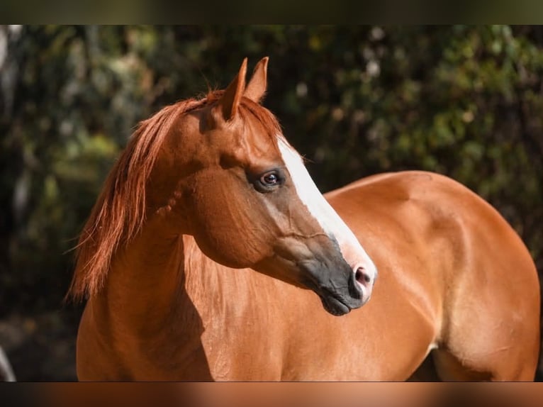 American Quarter Horse Giumenta 6 Anni 152 cm Sauro ciliegia in Norco