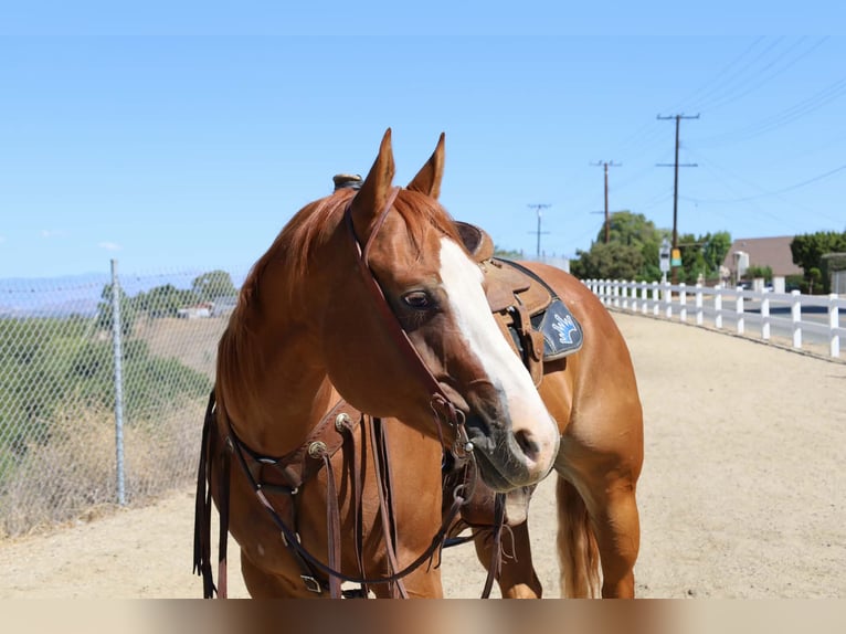 American Quarter Horse Giumenta 6 Anni 152 cm Sauro ciliegia in Norco