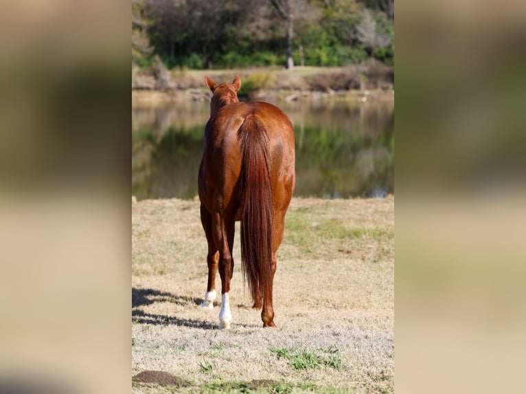 American Quarter Horse Giumenta 6 Anni 152 cm Sauro ciliegia in Forney