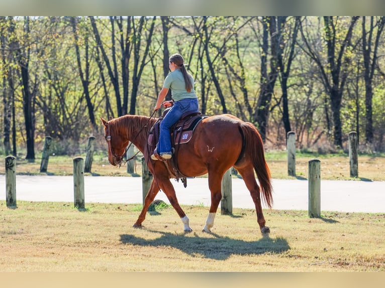 American Quarter Horse Giumenta 6 Anni 152 cm Sauro ciliegia in Forney