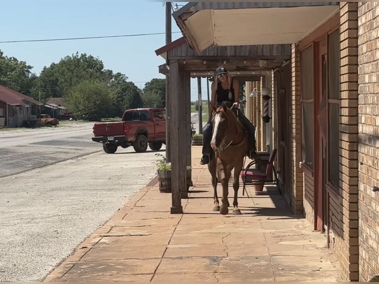 American Quarter Horse Giumenta 6 Anni 152 cm Sauro ciliegia in Jacksboro