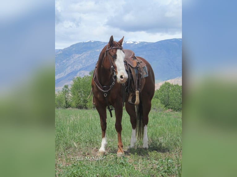 American Quarter Horse Giumenta 6 Anni 152 cm Sauro ciliegia in Cody, WY