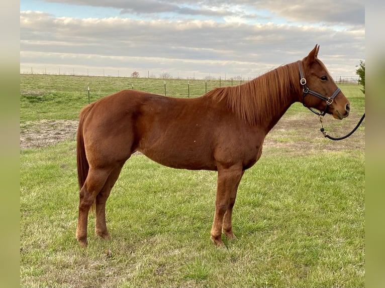 American Quarter Horse Giumenta 6 Anni 152 cm Sauro scuro in Garden City