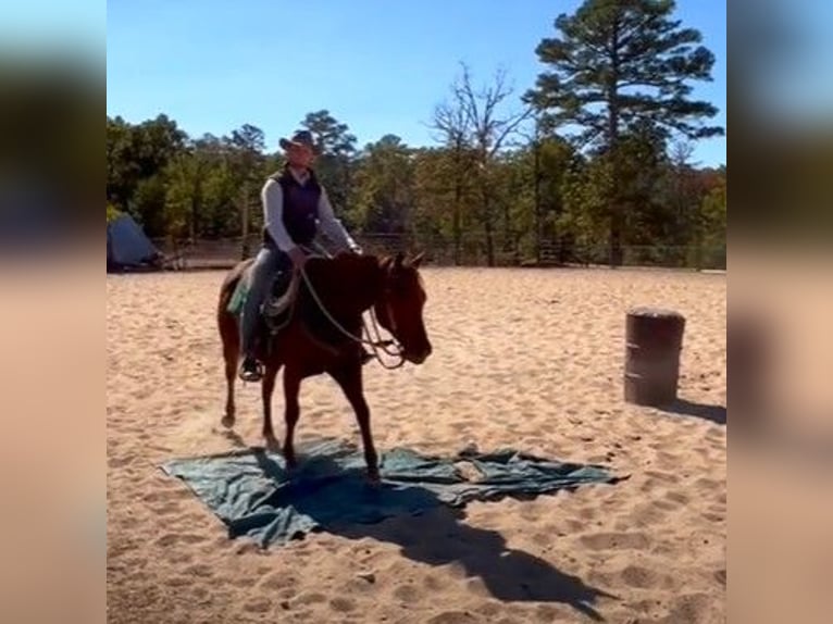 American Quarter Horse Giumenta 6 Anni 152 cm Sauro scuro in Garden City