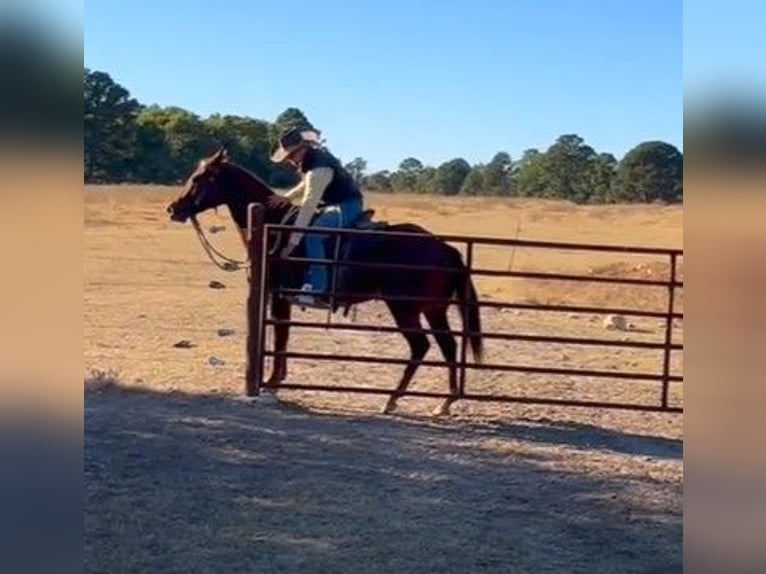 American Quarter Horse Giumenta 6 Anni 152 cm Sauro scuro in Garden City