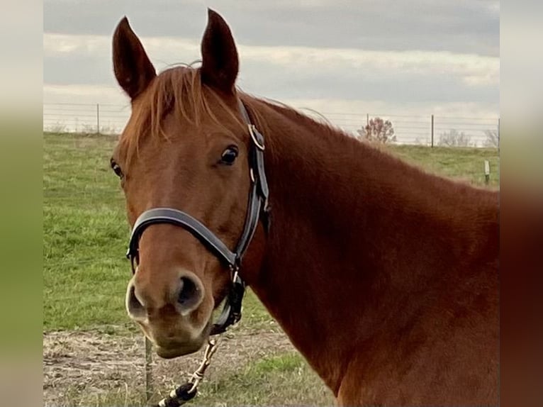 American Quarter Horse Giumenta 6 Anni 152 cm Sauro scuro in Garden City