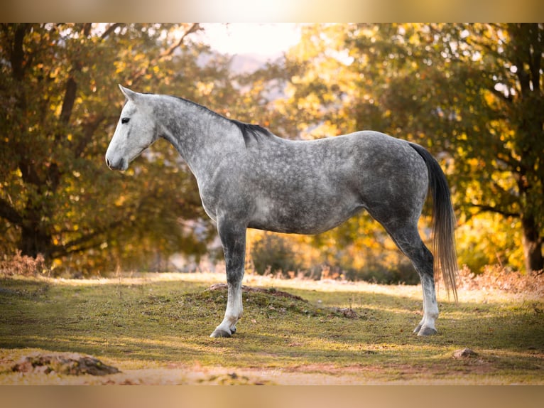 American Quarter Horse Giumenta 6 Anni 153 cm Grigio in sant joan de les abadesses