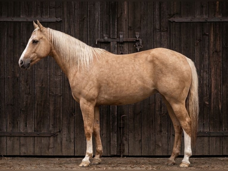 American Quarter Horse Giumenta 6 Anni 153 cm Palomino in Eynatten