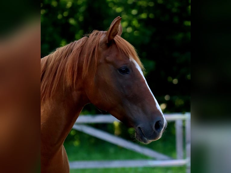 American Quarter Horse Giumenta 6 Anni 154 cm Sauro in Lübben (Spreewald)