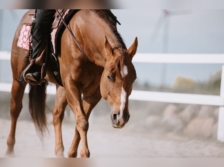 American Quarter Horse Giumenta 6 Anni 154 cm Sauro in Ulrichstein