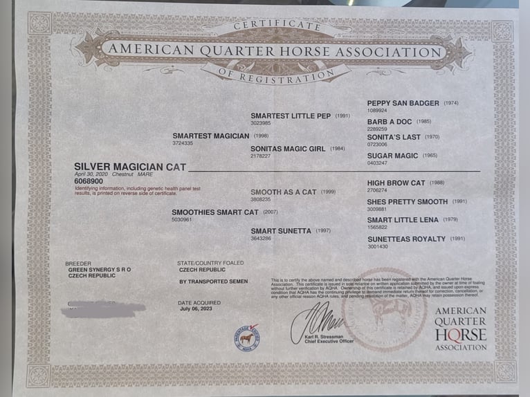 American Quarter Horse Giumenta 6 Anni 154 cm Sauro scuro in Reichelsheim