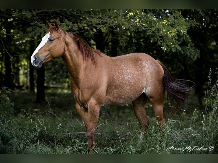American Quarter Horse Giumenta 6 Anni 155 cm Baio chiaro in Vimercate