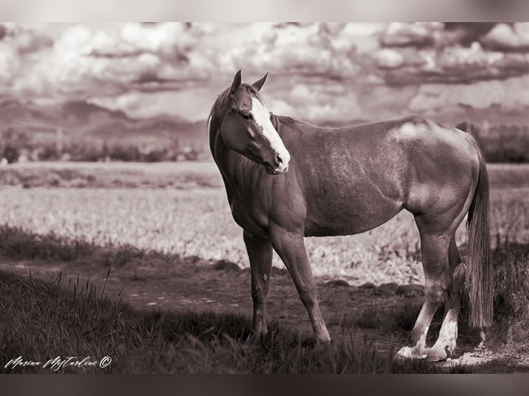 American Quarter Horse Giumenta 6 Anni 155 cm Baio chiaro in Vimercate