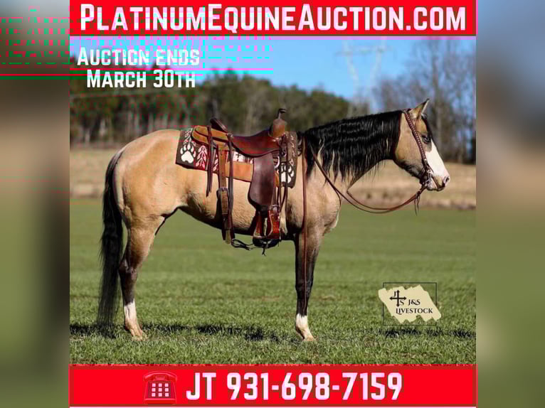 American Quarter Horse Giumenta 6 Anni 155 cm Pelle di daino in Santa Fe, TN