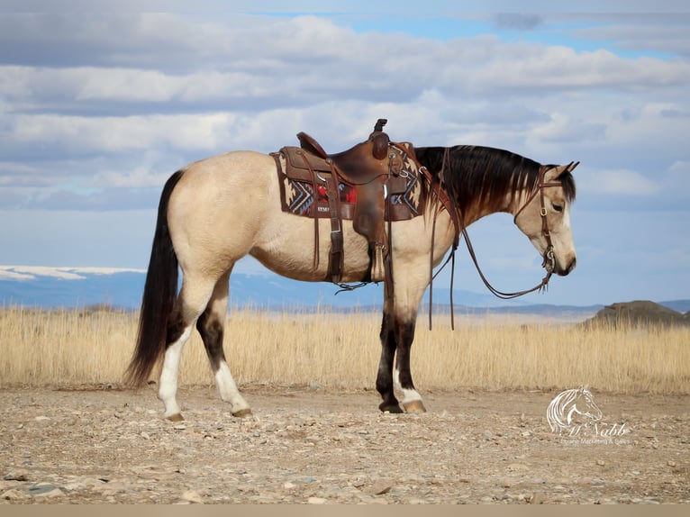 American Quarter Horse Giumenta 6 Anni 155 cm Pelle di daino in Cody