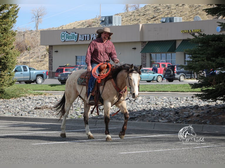 American Quarter Horse Giumenta 6 Anni 155 cm Pelle di daino in Cody