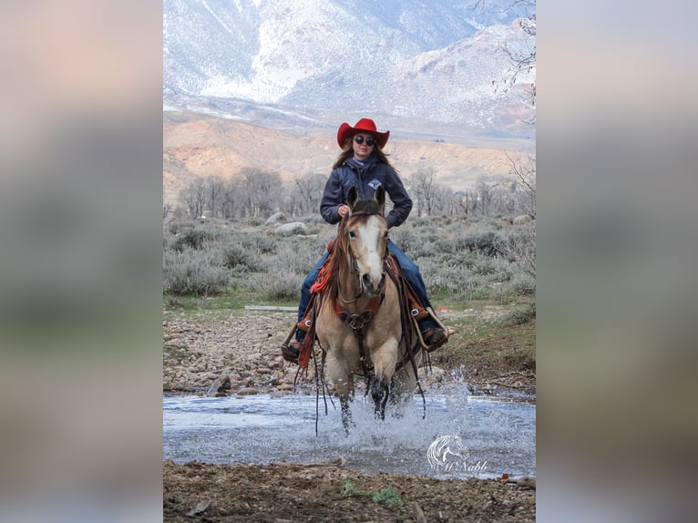 American Quarter Horse Giumenta 6 Anni 155 cm Pelle di daino in Cody