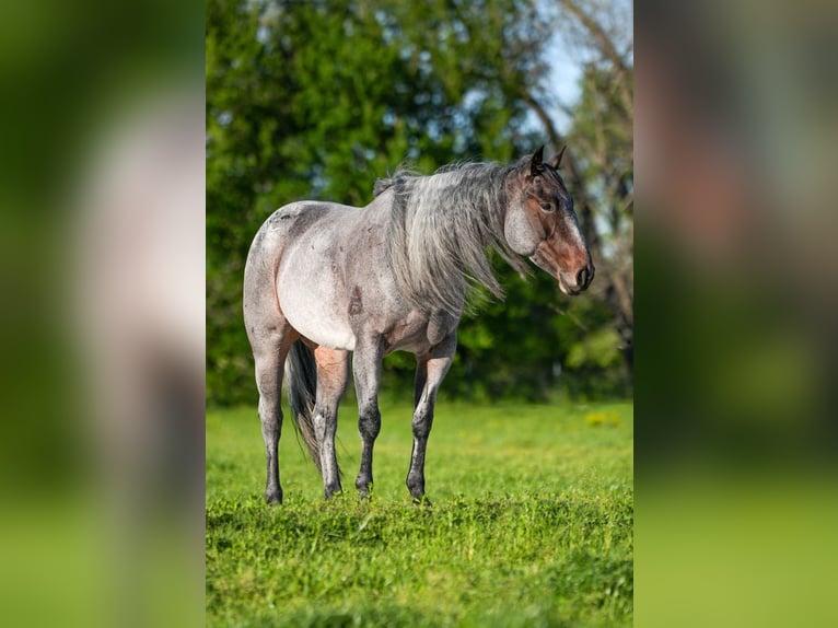 American Quarter Horse Giumenta 6 Anni 155 cm Roano blu in Weatherford