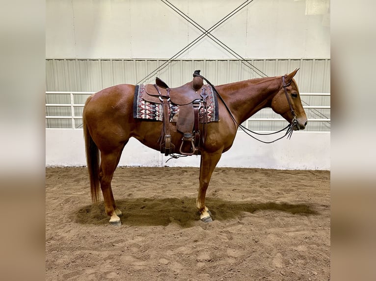 American Quarter Horse Giumenta 6 Anni 155 cm Sauro ciliegia in Cannon Falls, MN