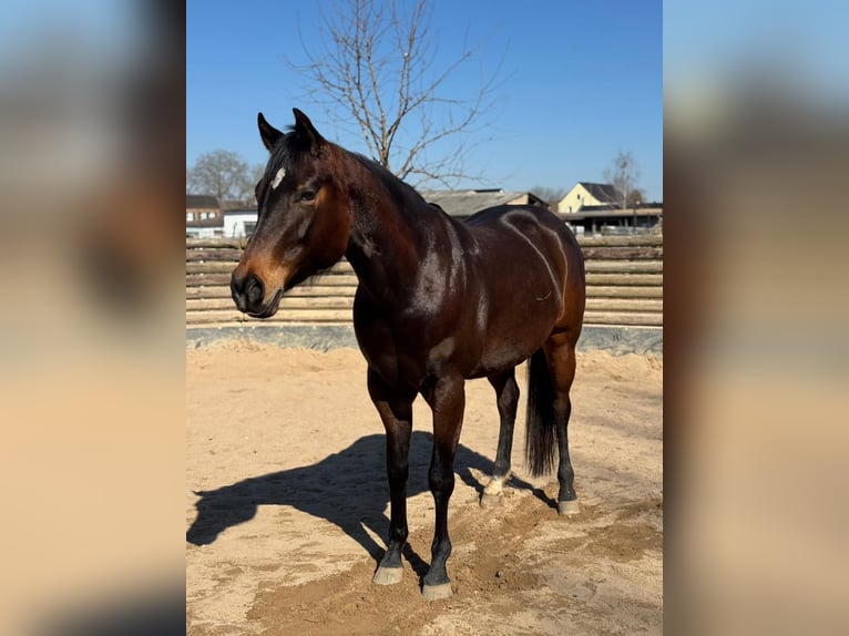 American Quarter Horse Giumenta 6 Anni 156 cm Baio scuro in Zülpich