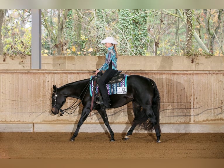 American Quarter Horse Giumenta 6 Anni 156 cm Baio scuro in Neukirchen American Quarter Horse Giumenta 6 Anni 156 cm Baio scuro in Neukirchen