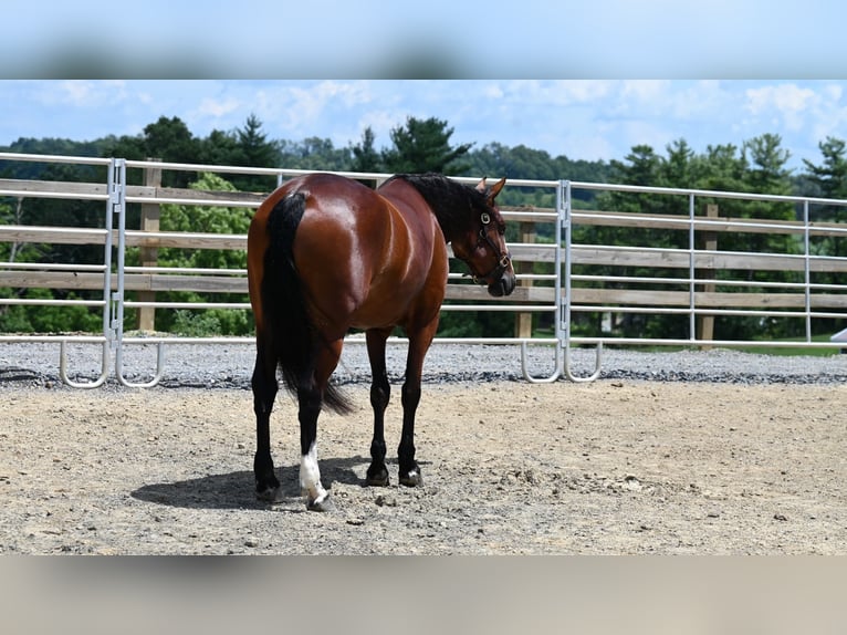 American Quarter Horse Giumenta 6 Anni 157 cm Baio ciliegia in Millersburg