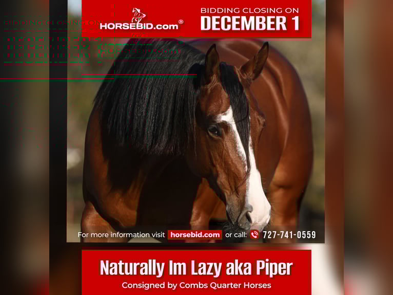 American Quarter Horse Giumenta 6 Anni 157 cm Baio ciliegia in Cleburne