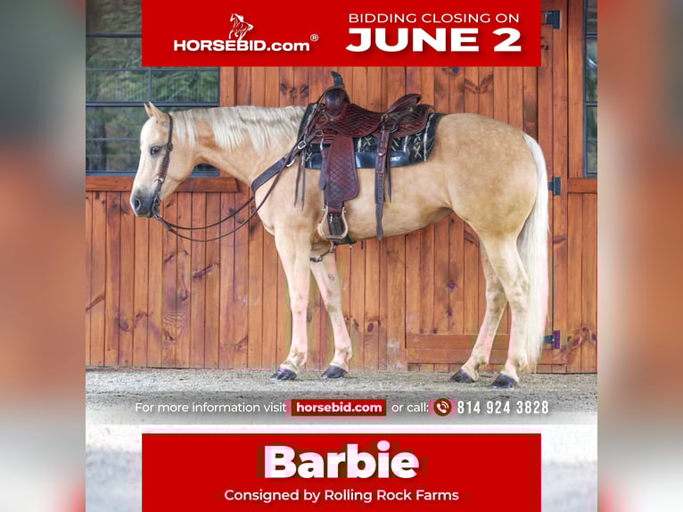 American Quarter Horse Giumenta 6 Anni 157 cm Palomino in Clarion, PA