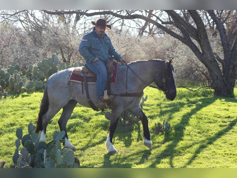American Quarter Horse Giumenta 6 Anni 157 cm Roano blu in Stephenville TX