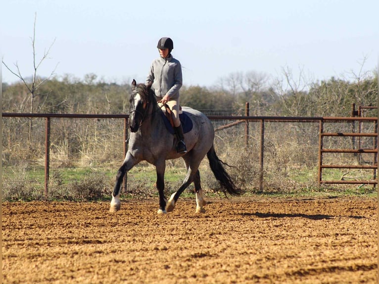 American Quarter Horse Giumenta 6 Anni 157 cm Roano blu in Stephenville TX