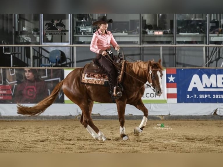 American Quarter Horse Giumenta 6 Anni 158 cm Sauro in Hundsangen