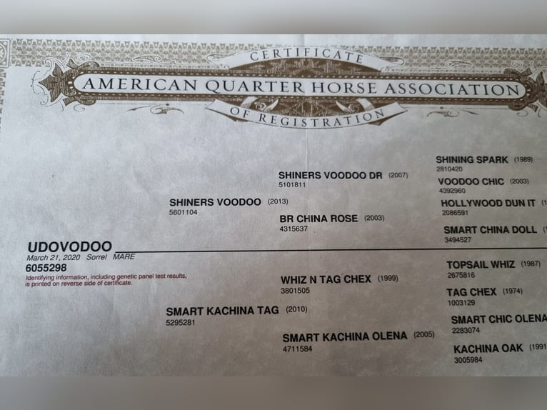 American Quarter Horse Giumenta 6 Anni 158 cm Sauro in Hundsangen