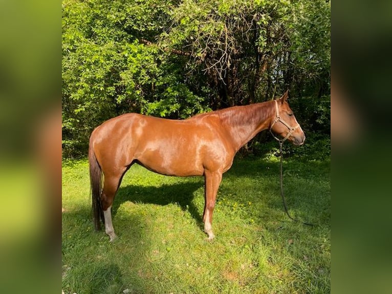 American Quarter Horse Giumenta 6 Anni 159 cm Sauro in Landesbergen