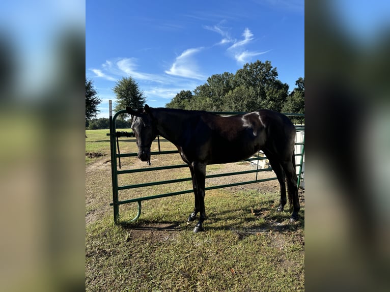 American Quarter Horse Giumenta 6 Anni 160 cm Morello in Lafayette