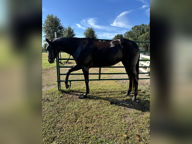 American Quarter Horse Giumenta 6 Anni 160 cm Morello in Lafayette