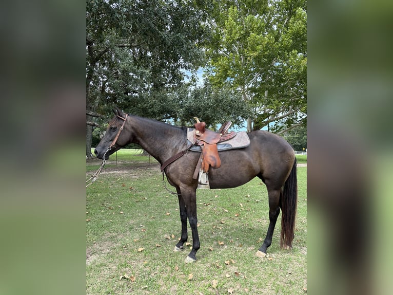 American Quarter Horse Giumenta 6 Anni 160 cm Morello in Lafayette