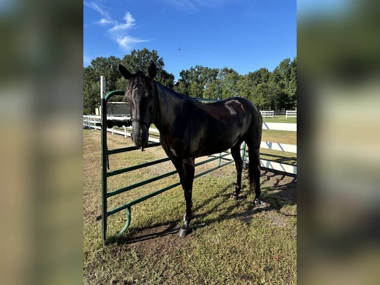 American Quarter Horse Giumenta 6 Anni 160 cm Morello in Lafayette