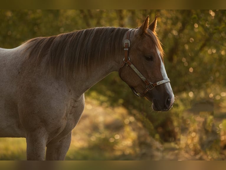 American Quarter Horse Giumenta 6 Anni 160 cm Roano rosso in Illingen