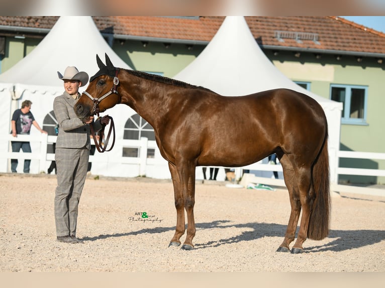 American Quarter Horse Giumenta 6 Anni 160 cm Sauro in Neukirchen