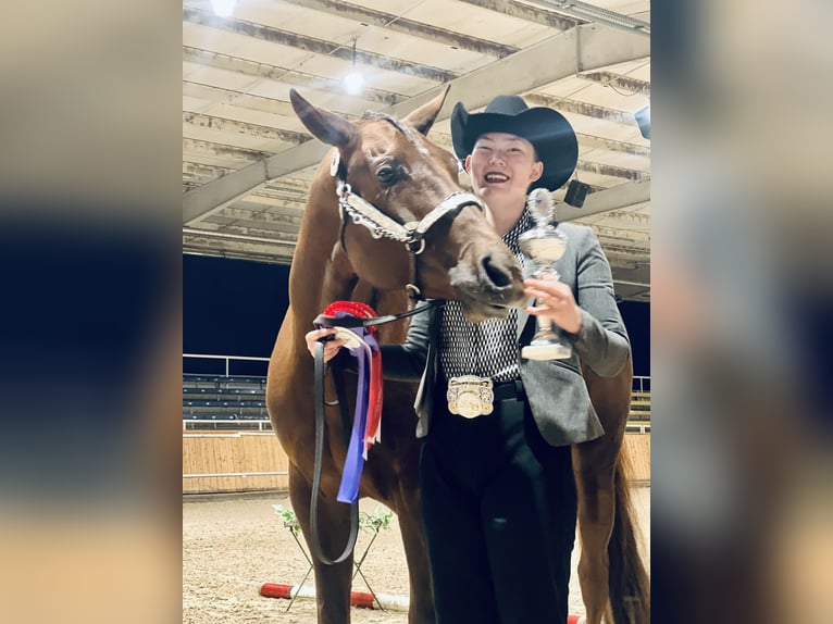 American Quarter Horse Giumenta 6 Anni 160 cm Sauro in Neukirchen