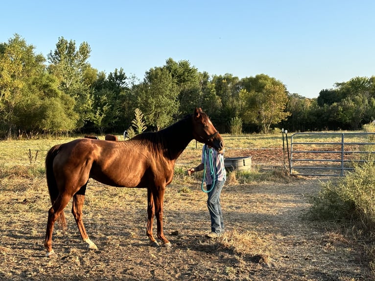 American Quarter Horse Giumenta 6 Anni 163 cm Baio ciliegia in Trimble