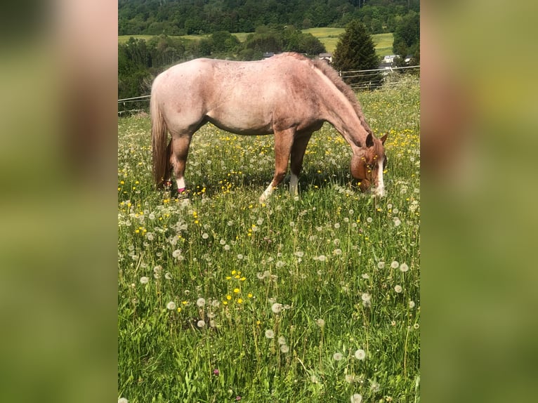 American Quarter Horse Giumenta 6 Anni 163 cm Roano rosso in Waldbröl