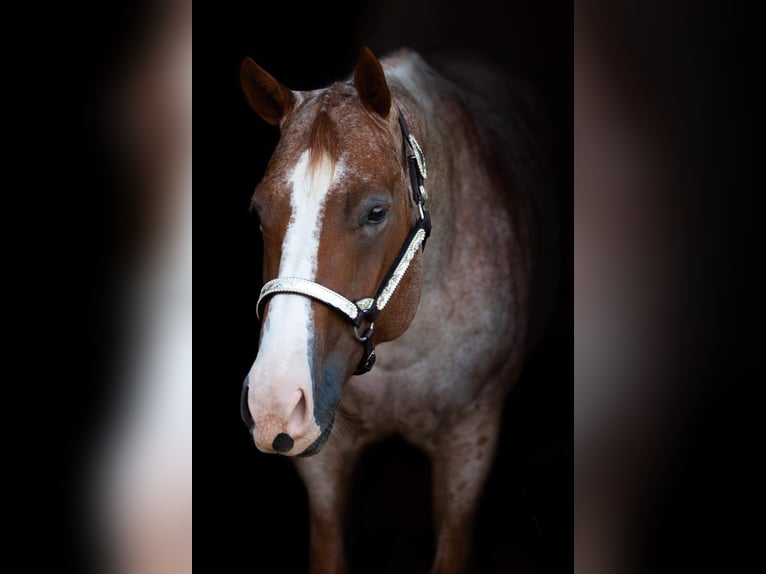 American Quarter Horse Giumenta 6 Anni 163 cm Roano rosso in Waldbröl