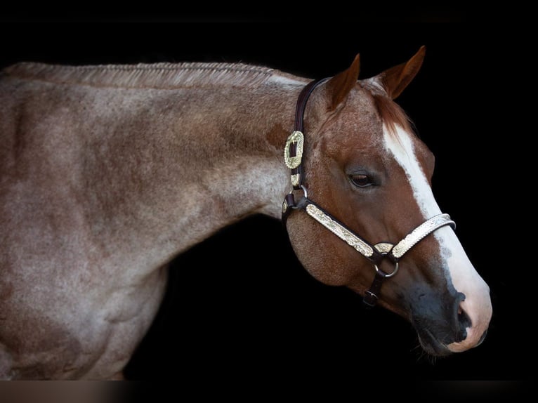 American Quarter Horse Giumenta 6 Anni 163 cm Roano rosso in Waldbröl