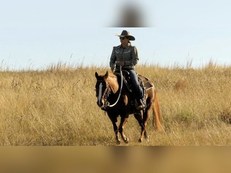 American Quarter Horse Giumenta 6 Anni 163 cm Sauro scuro in Huntington