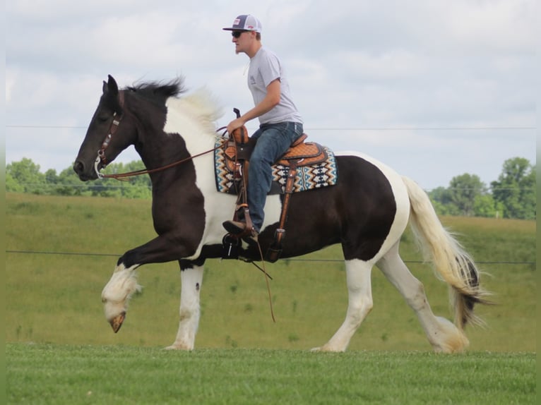 American Quarter Horse Giumenta 6 Anni 163 cm Tobiano-tutti i colori in Whitley City, KY